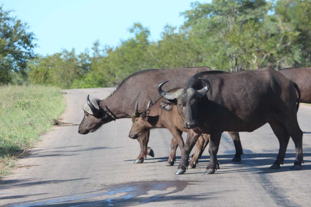 Cape Buffalo - Kruger Park